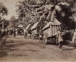 Vegetable Kingdom Elements Drucke: Conveyors of the island of Java