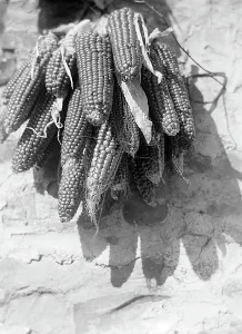 Maize Plant Drucke: Corn cob, Tuscany