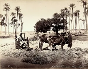 Getrenernte in Ägypten