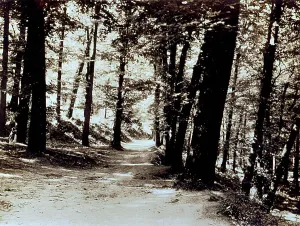 Naples Landscape Photography Drucke: Corner of a woods with a path