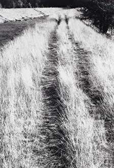 Countryside Landscape Photography Drucke: Countryside grassy path