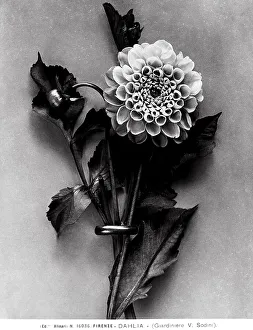 Ein italienischer Feldweg mit Dahlia-Blumen.