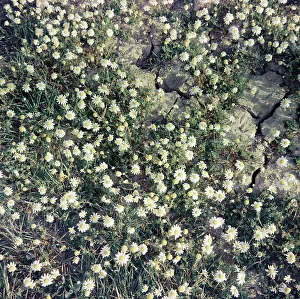 Botanical Garden Plants Drucke: Daisies, Cecina