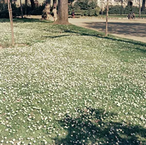 Italian Wildflowers Drucke: Daisies, Florence