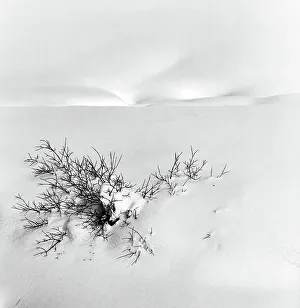 Snowy Tree Branches Drucke: Dead branches in the snow