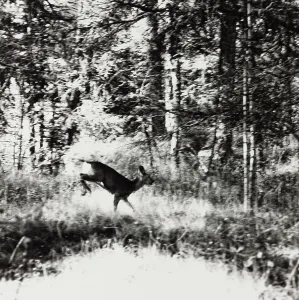 Engadine Landscape Drucke: Deer in the Engadine