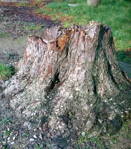 Tree Trunk Photography Drucke: Dry tree trunk