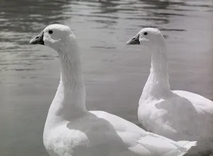 Gerahmter Druck : Drei Enten auf einem See Gerahmter Druck : Drei Enten auf einem See