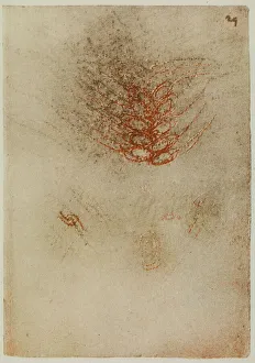 High Renaissance Art Europe Drucke: An ear of wheat, drawing from the Codex Forster II