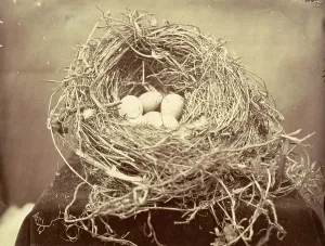 British Wildlife Scene Drucke: Egg in a nest
