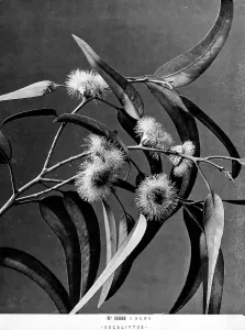 Vegetable Kingdom Elements Drucke: Eucalyptus branch