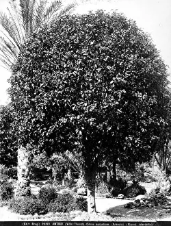 Meadow Landscape Photography Drucke: Example of Citrus Aurantium, commonly known as an Orange tree