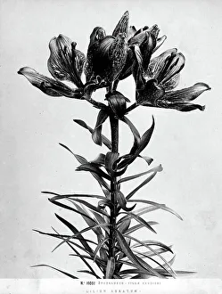 Vegetable Kingdom Elements Drucke: Example of the Lilium Auratum lily
