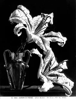 Vegetable Kingdom Elements Drucke: Example of a lily called Lillium Auratum