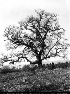 Tree Trunk Photography Drucke: Example of Quercus robur (Oak), in Montauroux, in the Department of Var, in France