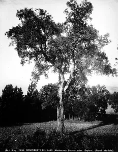 Quercus Suber Drucke: Example of Quercus Suber (Cork Tree), Montauroux, Departement of Var, France