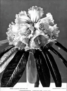 Vegetable Kingdom Elements Drucke: Example of Rhododendron Longifolium, Boutourlinn Garden, Florence