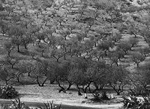 Olive Tree Landscape Drucke: Extent of olive trees
