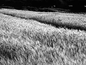Agricultural Product Photography Drucke: Extent of wheat