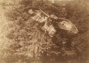 Tree Branch Wildlife Scene Drucke: Falcon