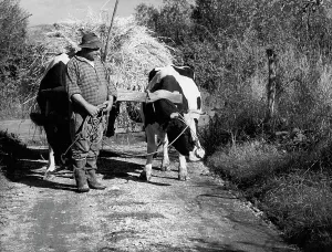 Farmer At Work Drucke: Farmer with a wagon pulled by oxen
