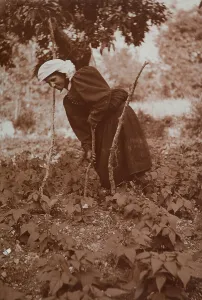 European Farming Practices Drucke: Farmer at work, Scanno