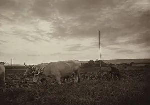 European Farming Drucke: Farmer working with a plow pulled by cattle