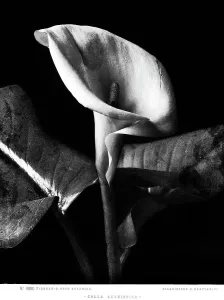Drucke von Ein eleganter Calla-Blütenstrauß in einer eleganten Vase, umgeben von sanften Schatten und weichen Linien Italien Drucke: Kallanwurzel