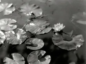 Blume Drucke: Ninfee in einem Spiegelwasser, deren Blätter von Tropfen bedeckt sind und die Sonnenstrahlen reflektieren
