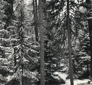 Snowy Fir Tree Landscape Drucke: Fir trees with snow
