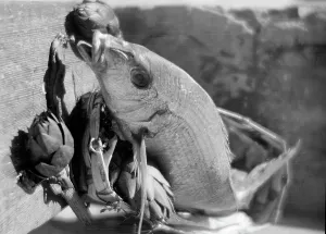 Fisch und Artischocken; ein Fotostudio