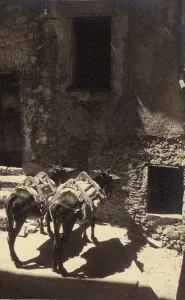 Building Elements Decoration Drucke: Fiuggi, mules