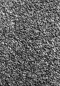 Coffee Plant Cultivation Drucke: Coffee beans