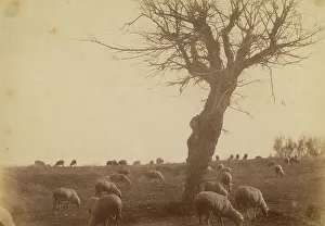 Ein Schafherd in den Wiesen von Testaccio, Rom