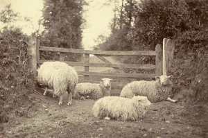 Farming Landscape Photography Drucke: A flock of sheep on a path