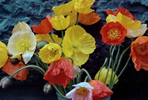 Vintage Flower Photography Drucke: Flowers