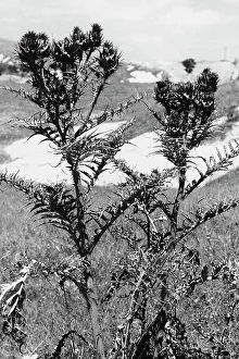 Kardiofblüten