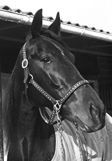 Terrestrial Mammals Drucke: Foreground of a horse's muzzle