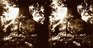 Tree Trunk Photography Drucke: In the foreground a large tree trunk, with a boulder next to it