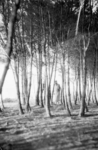 Elba Island Landscape Drucke: Forest on the Elba Island