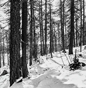 Alpine Vegetation Drucke: Forest in the Engadine