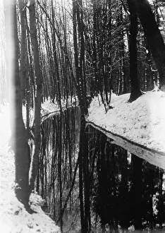 German Woodland Scenery Drucke: Forest in Hanover