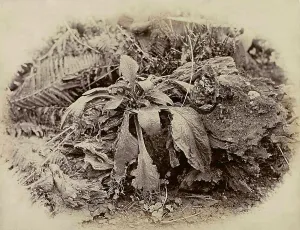 Vegetable Kingdom Elements Drucke: A forest plant