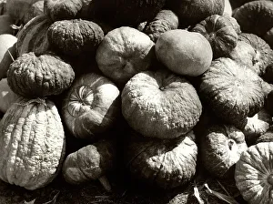 Vegetable Plant Life Drucke: Gourds