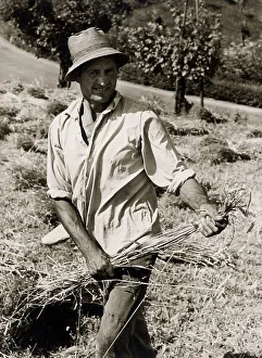 Country Farming Scene Drucke: Grain harvest