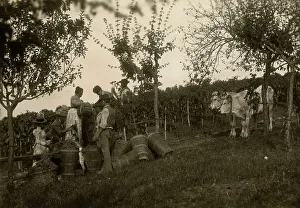 Harvest Season Images Drucke: Grape harvest