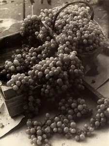 Agricultural Product Images Drucke: Grapes