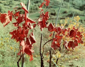 Farming Landscape Photography Drucke: Grapes-vine rows