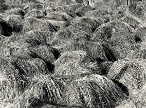 Green Grass Texture Drucke: Grass clippings