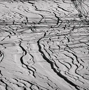 Natural Elements Photography Drucke: Ground